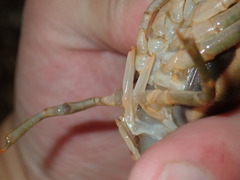 Faxonius neglectus neglectus