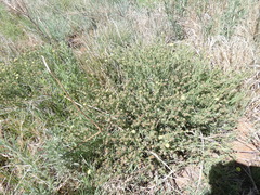 Osteospermum leptolobum