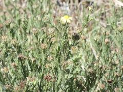 Osteospermum leptolobum