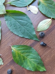 Cotoneaster villosulus