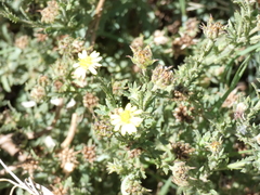Osteospermum leptolobum