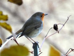 Erithacus rubecula
