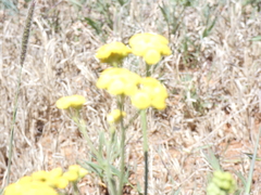 Nidorella resedifolia