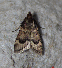 Aglossa cacamica