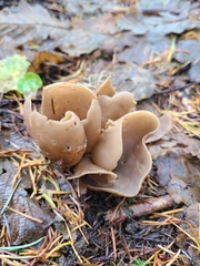 Otidea alutacea