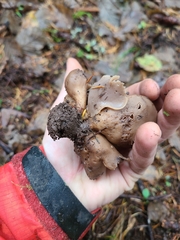 Otidea alutacea