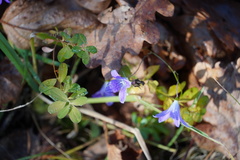 Campanula patula