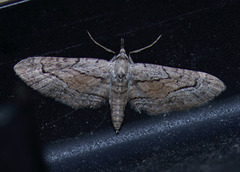 Eupithecia placidata