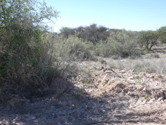 Diospyros lycioides lycioides