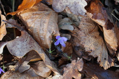 Campanula patula