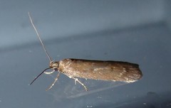 Phaeosaces apocrypta