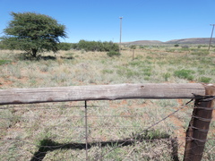 Anthephora pubescens