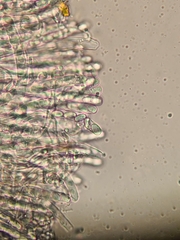 Otidea alutacea