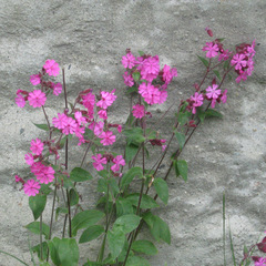 Silene dioica