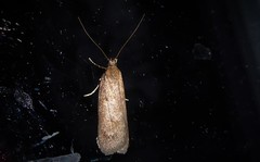 Phaeosaces apocrypta