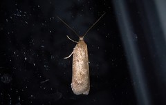 Phaeosaces apocrypta