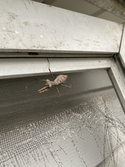 Stagmomantis carolina