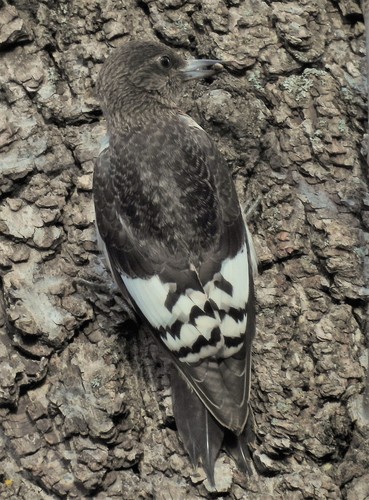 Red-headed Woodpecker