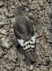 Red-Headed Woodpecker photo 6