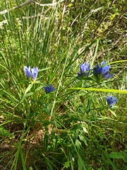 Gentiana triflora