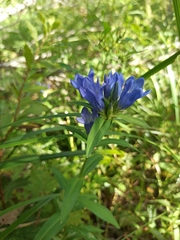 Gentiana triflora