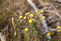 Chrysocoma coma-aurea