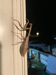 Stagmomantis carolina