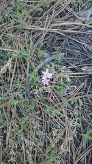 Claytonia rosea