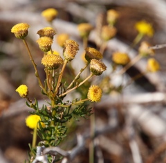 Chrysocoma coma-aurea