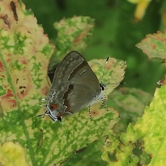 Rubroserrata ecbatana