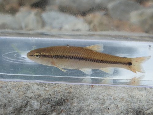 Redspot Chub