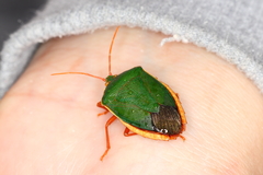 Edessa rufomarginata