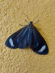 Hyalurga syma