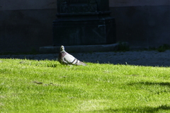 Columba livia