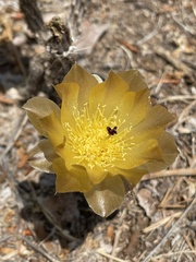 Pterocactus tuberosus