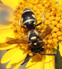 Stenodynerus anormis