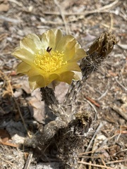 Pterocactus tuberosus