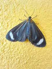 Hyalurga syma