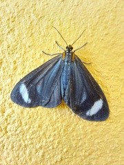 Hyalurga syma