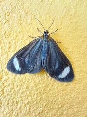 Hyalurga syma