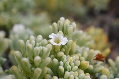 Nolana crassulifolia