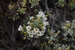 Nolana crassulifolia