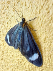 Hyalurga syma