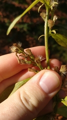 Solidago virgaurea virgaurea