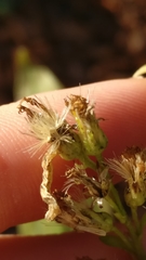 Solidago virgaurea virgaurea