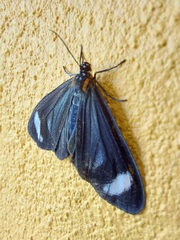 Hyalurga syma