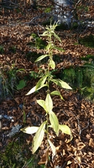 Solidago virgaurea virgaurea