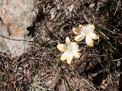 Platystemon californicus
