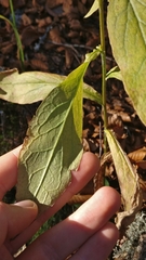 Solidago virgaurea virgaurea