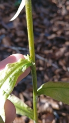 Solidago virgaurea virgaurea